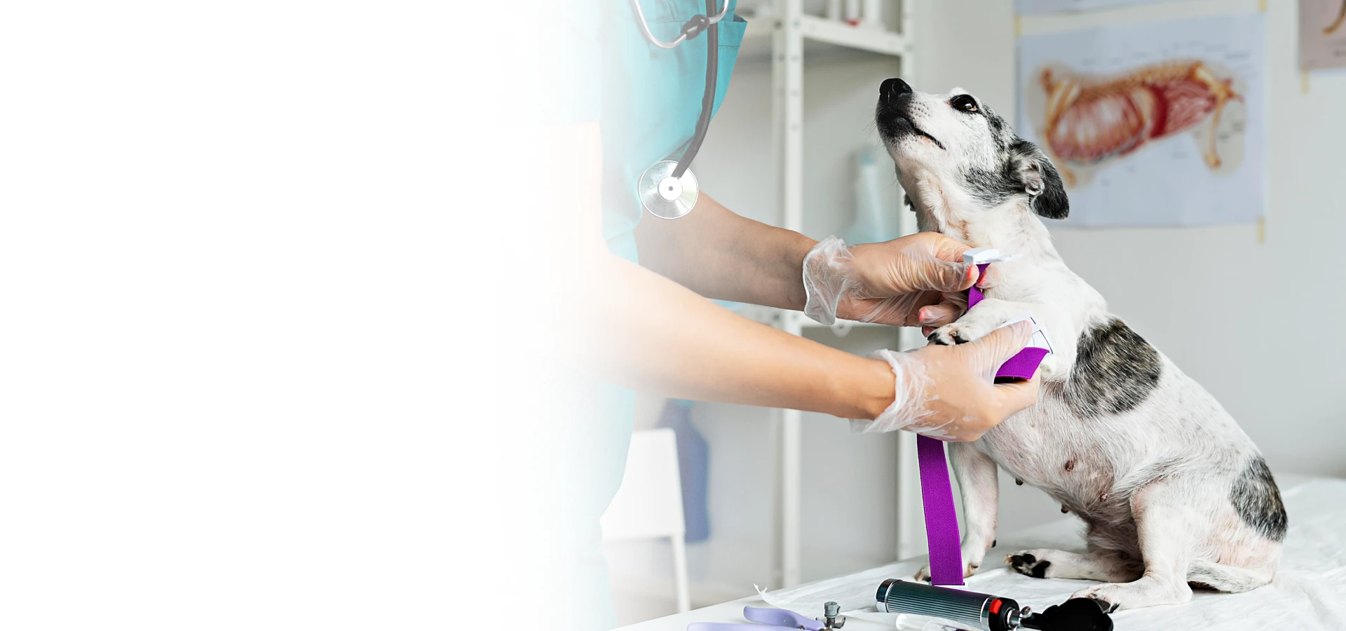 Imagem de fundo da página da Clínica Veterinária Mundo Animal